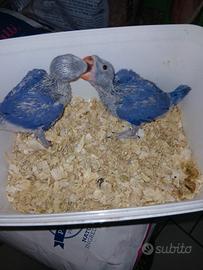 Pulli parrocchetto viola