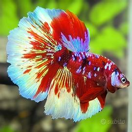 VENDUTO Betta Red Barongsai Purple Galaxy