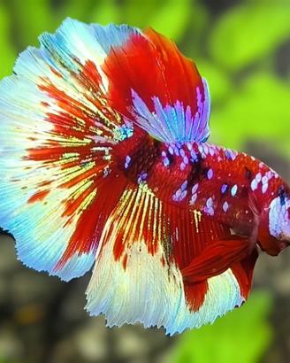VENDUTO Betta Red Barongsai Purple Galaxy