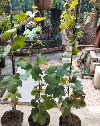 Piante di vite da Uva da tavola bianca Regina 