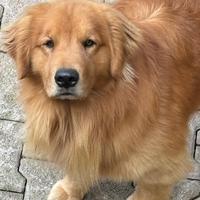 Golden Retriever Americano Per Monta