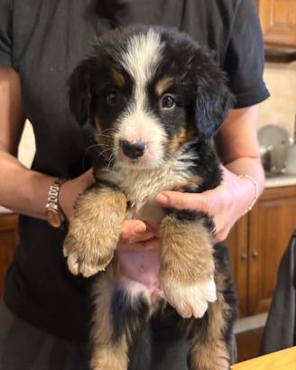 Bovaro del bernese cuccioli