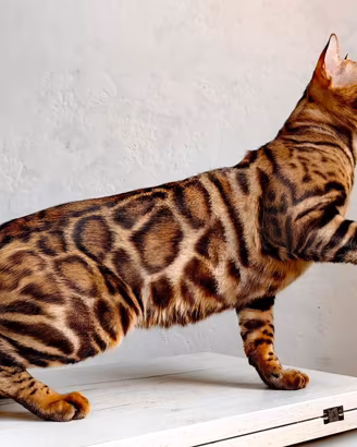 Gattini bengala 3 mesi con pedigree