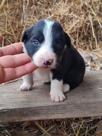 Cuccioli Border collie