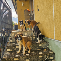 Cuccioli taglia media