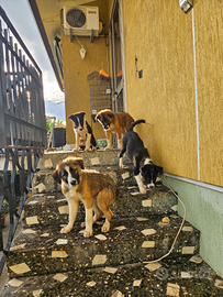 Cuccioli taglia media