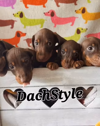 Cuccioli bassotto PEDIGREE ALLEVAMENTO ENCI