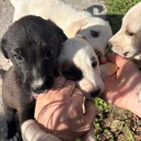 Cuccioli in attesa di una famiglia - Maddaloni (CE