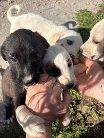Cuccioli in attesa di una famiglia - Maddaloni (CE
