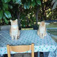 Gatti in colonia felina