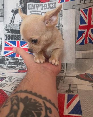 Chihuahua femmina vero toy blu occhi chiari