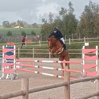 Cavallo Salto Ostacoli 6 Anni Irlandese