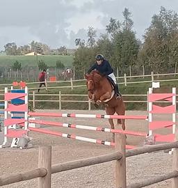 Cavallo Salto Ostacoli 6 Anni Irlandese