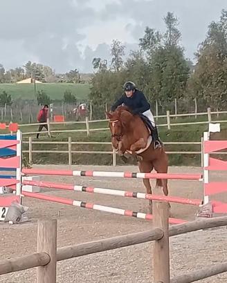 Cavallo Salto Ostacoli 6 Anni Irlandese
