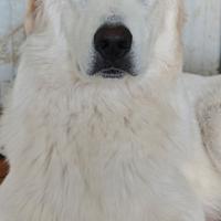 Pastore abruzzese maremmano