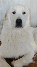 Pastore abruzzese maremmano