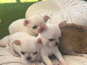 Cuccioli di chihuahua toy