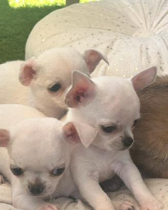 Cuccioli di chihuahua toy