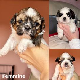 Cuccioli di shihtzu