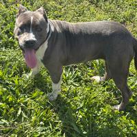 Pitbull blue nose