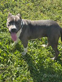 Pitbull blue nose