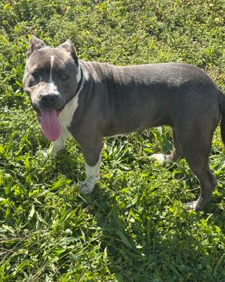 Pitbull blue nose