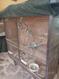 Voliera con cocorite