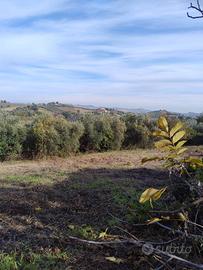 Terreno agricolo ed edificabile - Castorano