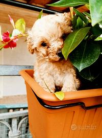Cuccioli di Maltipoo