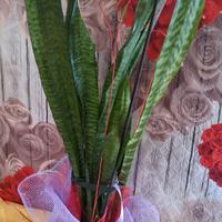 sansevieria, 