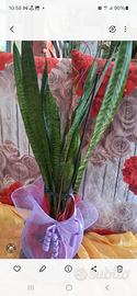 sansevieria, 