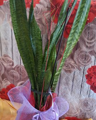 sansevieria, 