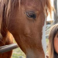 Cavallo, femmina sauro 4 anni