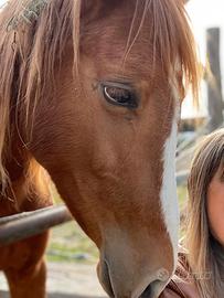 Cavallo, femmina sauro 4 anni