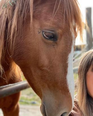 Cavallo, femmina sauro 4 anni