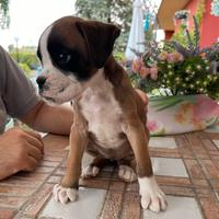 Cuccioli di boxer