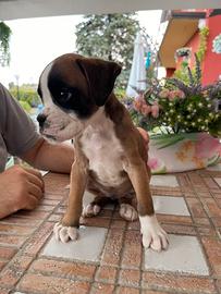 Cuccioli di boxer