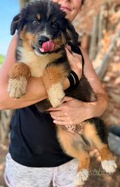Cucciolo Pastore Australiano/Australian Shepherd