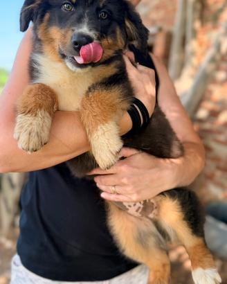 Cucciolo Pastore Australiano/Australian Shepherd