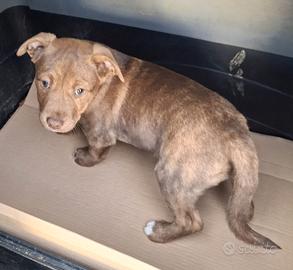 Cucciola pitbull moka 2 mesi
