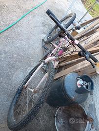 bianchi ragno thomisus