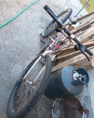 bianchi ragno thomisus