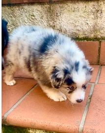 Pastore australiano Australian Shepherd pedigree