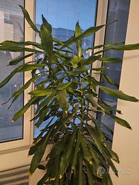 SPLENDIDA DRACENA 2.50m CON VASO