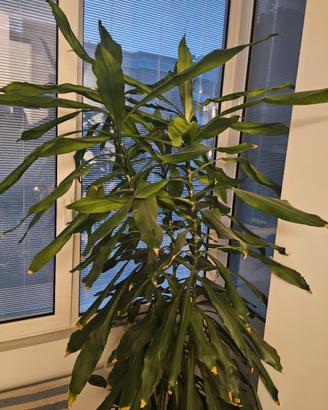 SPLENDIDA DRACENA 2.50m CON VASO