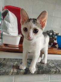 Pako gattino 2 mesi