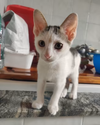 Pako gattino 2 mesi