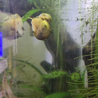 Ampullarie Gialle Yello