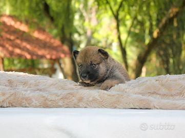 Cucciolino di Shiba