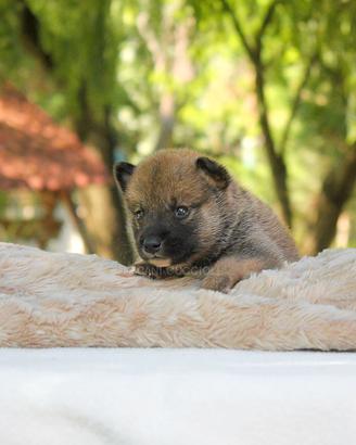 Cucciolino di Shiba